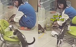 Chú mèo biết lấy ghế cho cô chủ ngồi