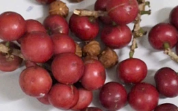 Hơn 200 học sinh nghi bị ngộ độc sau khi ăn quả lạ màu đỏ, giống trái cherry