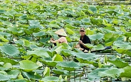 Cải thiện môi trường nước để phát triển cây sen ở Huế