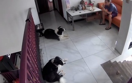 Hai chú chó dùng kế 'điệu hổ ly sơn' lừa ông chủ