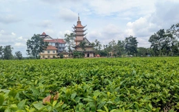 Gia Lai yêu cầu giữ 62,7ha chè Biển Hồ làm du lịch, doanh nghiệp nói gì?