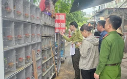 Xử lý 3 cửa hàng nuôi nhốt gần 1.000 cá thể chim hoang dã