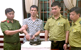 Mua rắn hổ mang chúa từ người lạ trên mạng, người đàn ông bị bắt