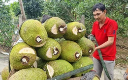 Mít rớt giá kéo dài, nhà vườn miền Tây trắng tay