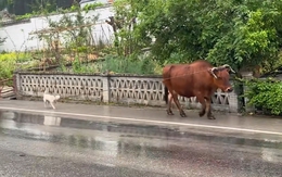 Chú chó thông minh giúp gia chủ chăn bò