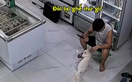 Chú mèo dùng chiêu 'mỹ nhân kế' để đòi lại chiếc ghế yêu thích