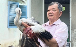 Chủ tịch tỉnh Vĩnh Long yêu cầu xử lý nghiêm nạn săn bắt chim hoang dã tại vườn chim Hai Chìa