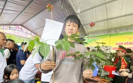 Lễ hội sâm Ngọc Linh và dược liệu quốc tế Đà Nẵng 2026 diễn ra đầu tháng 8
