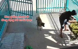 Chú chó khiến gia chủ tức không nói nên lời khi xem lại camera