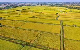 'Cánh đồng tri thức' ở Đồng bằng sông Cửu Long