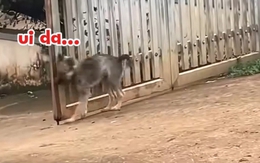 Ngại hết cả 'cậu Vàng'