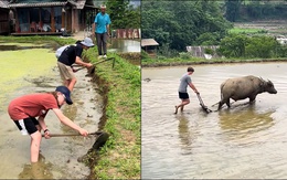 Du khách Tây trải nghiệm cách làm ruộng của bà con Tây Bắc
