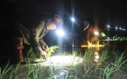 Đeo đèn cấy lúa đêm tránh nắng nóng 40 độ C