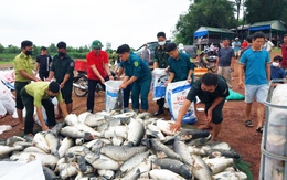 Cá nuôi lồng bè ở hồ Trị An nổi đầu, ngửa bụng, bước đầu thiệt hại hơn 150 tấn
