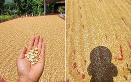 Xử phạt người đăng tin 'nắng nóng thóc phơi ngoài trời nổ thành bỏng'