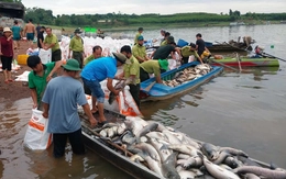 Hơn 150 tấn cá nuôi lồng bè ở hồ Trị An chết hàng loạt