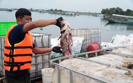 Cá lồng bè hồ Trị An chết trắng: Người dân nuôi tự phát, đang sắp xếp lại