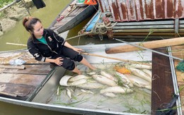 Hàng tấn cá nuôi lồng bè trên sông Lam chết trắng