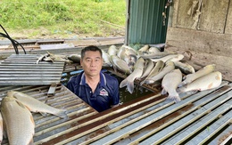 Vụ cá nuôi lồng chết trên sông Lam: Xã đề nghị tỉnh tìm nguyên nhân
