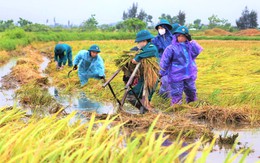 Giúp dân gặt lúa ngã đổ do dông lốc