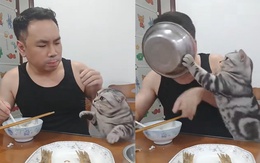 Cậu chủ bị mèo cho 'ăn đòn' vì tham ăn