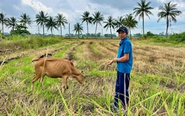 Tuổi trẻ quân đội tặng con giống, trao sinh kế cho dân vùng lũ