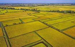 Nông nghiệp Việt Nam trước ngã rẽ mới