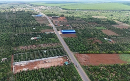 Xã lập tổ xử lý 'nóng' hàng loạt kho sầu riêng xây không phép