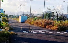 Tòa án quân sự Trung ương triệu tập mở lại phiên tòa phúc thẩm xử vụ án tại sân bay Nha Trang