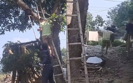Bị ong đốt vì nghịch dại