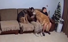 Cô chủ bị chó cưng bám chặt như hình với bóng