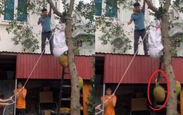 Tuyệt chiêu hái mít khiến ai cũng bất ngờ