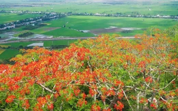 Về viếng Bà Chúa Xứ núi Sam, ngắm hoa phượng nở rực đỏ ngày hè