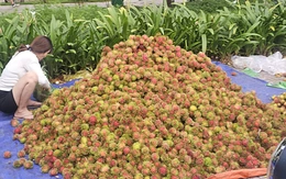 Giá trái cây tại vườn rẻ rề, ra đến chợ tăng gấp 4-5 lần