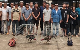 Bắt quả tang 31 người chơi đá gà ăn tiền