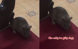 Chú chuột lì đòn