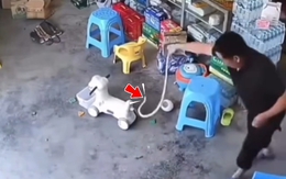 Ông chú tóm gọn 'bé Na' bằng tay không siêu đỉnh