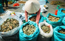 Người Hội An chi tiền triệu mua 'thần dược' dịp Tết Đoan Ngọ