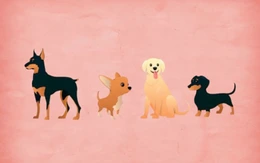 Quiz: Tính cách nào định hình nên con người bạn?