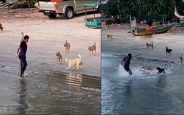 Chàng trai hú hồn khi hù dọa đàn chó bị chúng tấn công