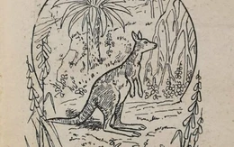 Mắt 10/10 mới thấy 3 con kangaroo trong hình