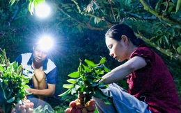 Soi đèn hái vải thiều từ 3h sáng, nông dân vẫn vui vì giá cao