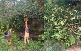 Hai người phụ nữ kéo gãy cành cây khi hái mít