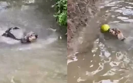 Nhà nuôi được chú chó đáng đồng tiền bát gạo