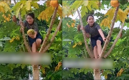 Cô gái leo cây hái đu đủ 'ngã dập mông' 