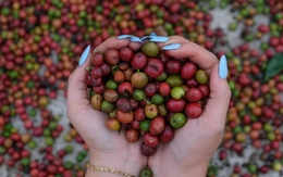 Nông nghiệp bền vững