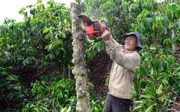 Nhà đầu tư cam kết đẩy nhanh tiến độ cao tốc Bảo Lộc - Liên Khương