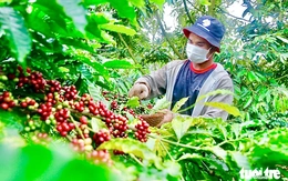 Nâng tầm Robusta Việt Nam: từ bán sản lượng sang bán giá trị