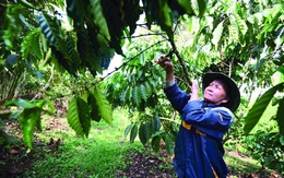 Những người định vị hạt 'vàng' Robusta ở xứ B'Lao
