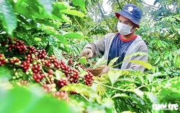 Nông dân trồng cà phê Tây Nguyên được trả bảo hiểm vì mưa lớn